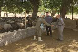 بازدید میدانی رئیس شبکه دامپزشکی درگز از عملیات مایه کوبی همکاران 